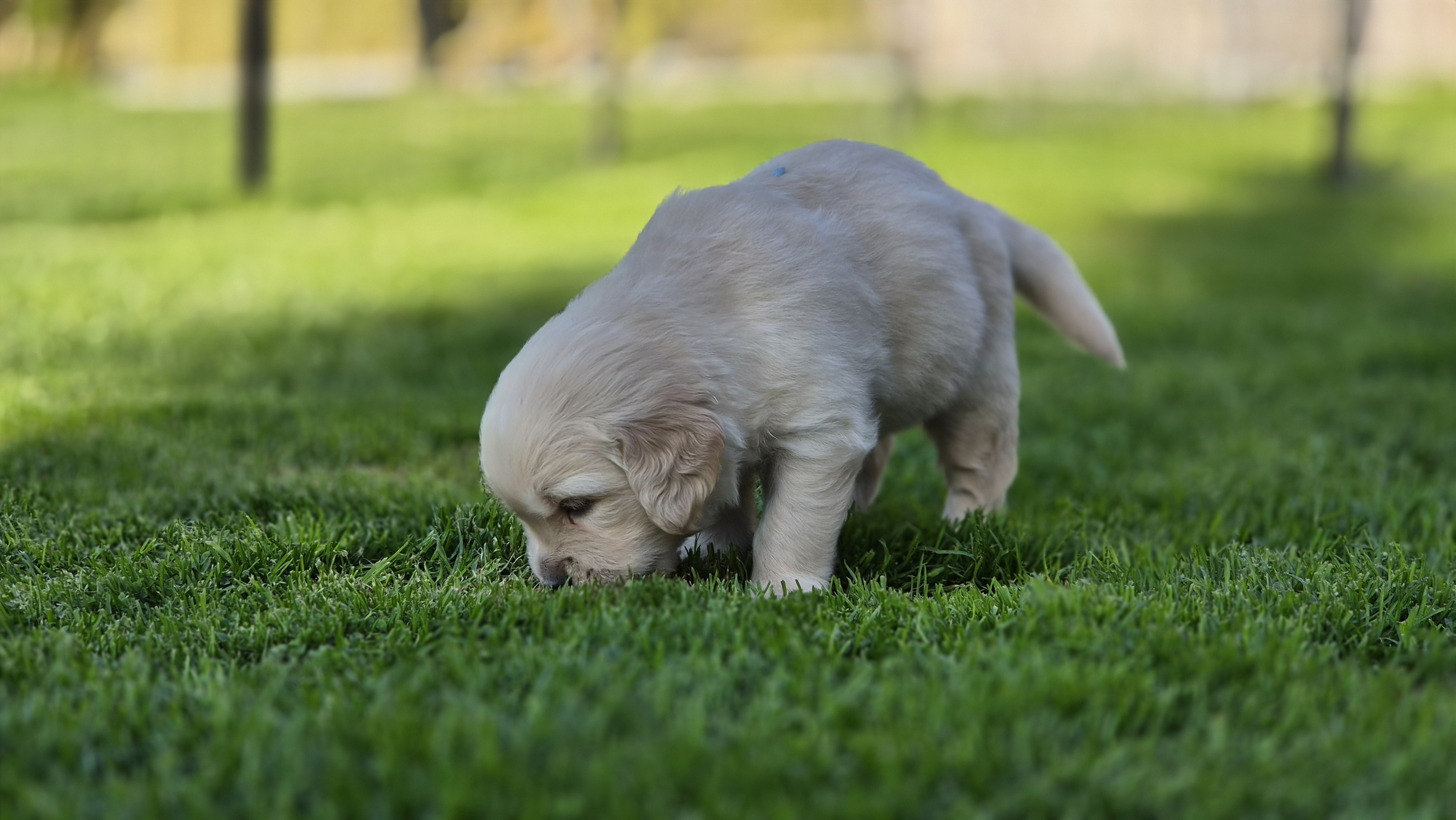 Golden Valley of Peace - Golden Retriever